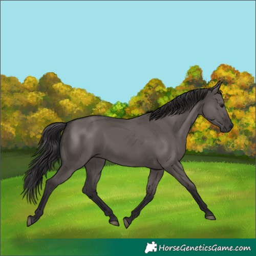 Horse Color:Smoky Grullo