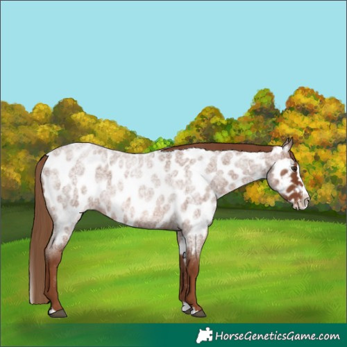Horse Color:Red Roan Splash Appaloosa