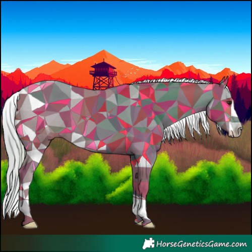 Horse Color:Watercolor White Spotted Red Dun Appaloosa 