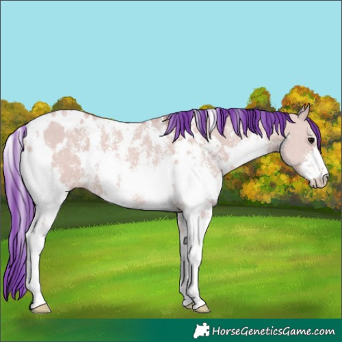 Horse Color:Watercolor White Spotted Bay Dun Sabino 