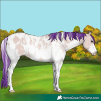 Horse Color:Watercolor White Spotted Bay Dun Sabino 