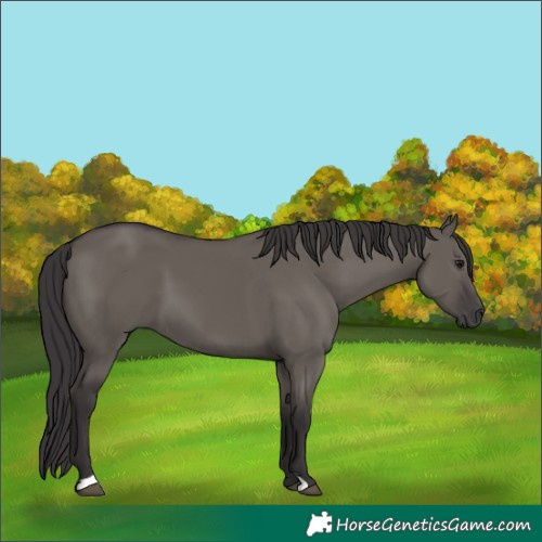 Horse Color:Smoky Grullo 