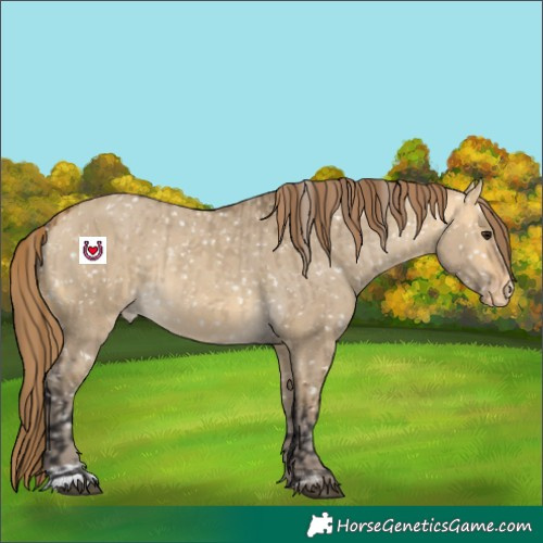 Horse Color:Buckskin Dun Appaloosa  and Sable Cream Champagne Dun Appaloosa 