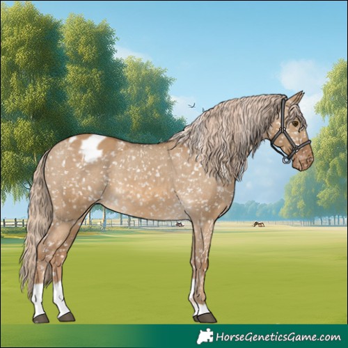 Horse Color:Chocolate Palomino Dun Appaloosa  and Chocolate Palomino Dun Appaloosa 
