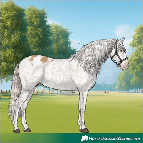 Horse Color:Chocolate Palomino Dun Appaloosa  and Chocolate Palomino Dun Appaloosa 