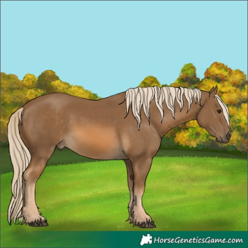 Horse Color:Chocolate Palomino 