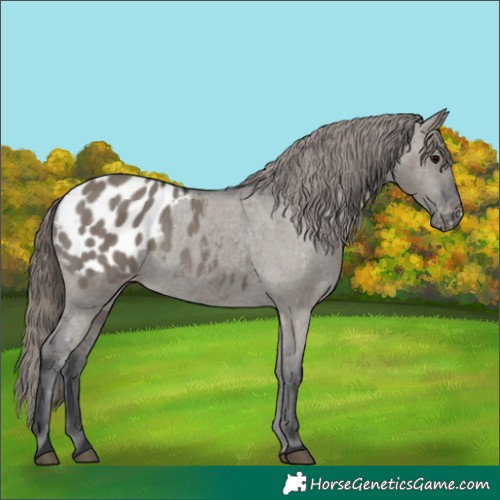 Horse Color:Grullo Appaloosa 