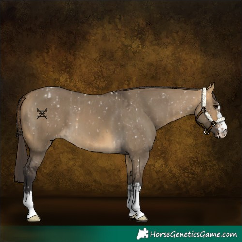 Horse Color:Buckskin Dun Appaloosa  and Buckskin Dun 