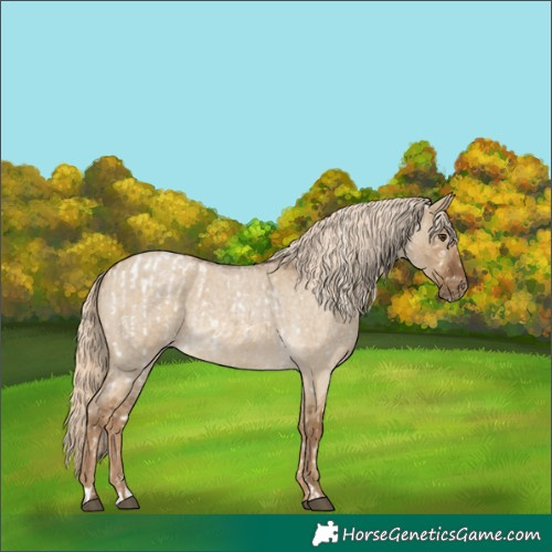 Horse Color:Chocolate Palomino Roan Dun Blanket and Chocolate Palomino Roan Dun