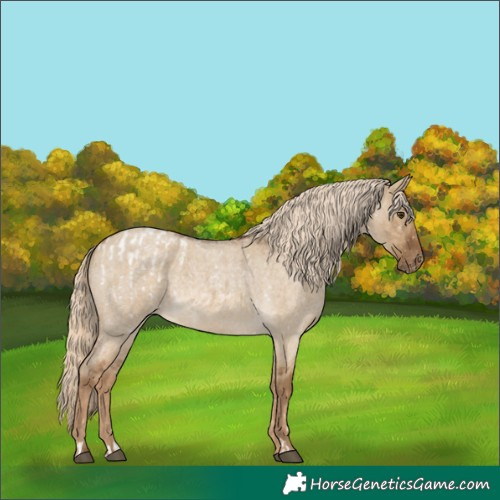 Horse Color:Chocolate Palomino Roan Dun Appaloosa and Chocolate Palomino Roan Dun