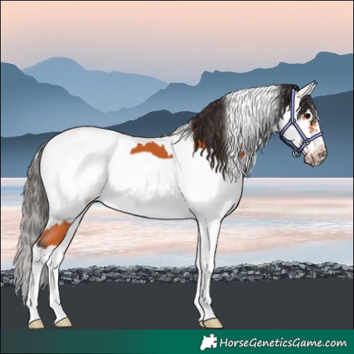 Horse Color:Bay Splash Frame  and White Spotted Bay Splash Frame 