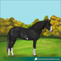 Horse Color:Gray Black Splash Frame and Gray Black Splash Frame