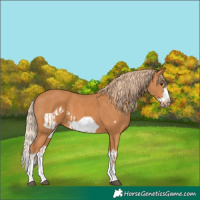 Horse Color:Chestnut Splash Frame  and Chestnut Splash Frame 