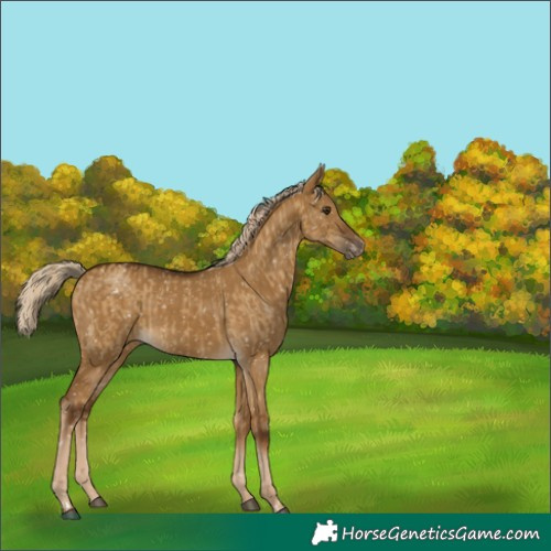 Horse Color:Chocolate Palomino Dun Snowflake Varnish and Chocolate Palomino Dun Snowflake Varnish
