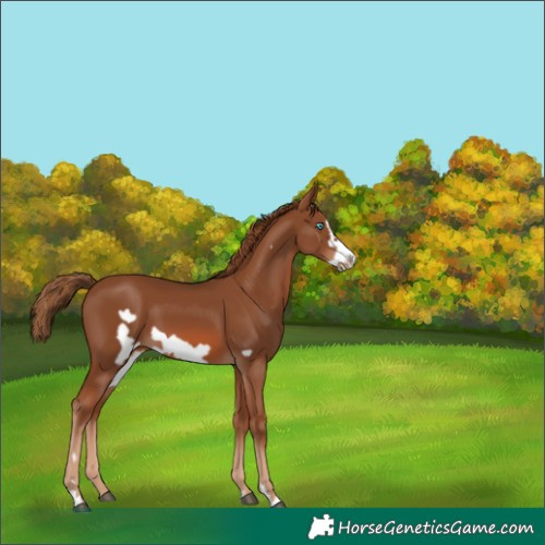 Horse Color:Chestnut Frame
