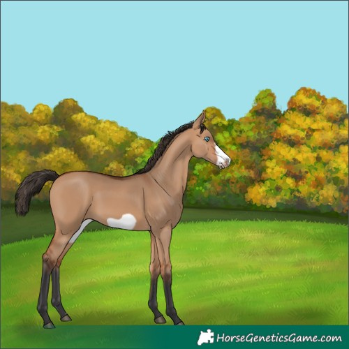 Horse Color:Bay Dun Frame
