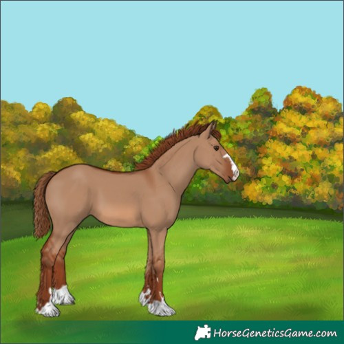 Horse Color:Red Dun 