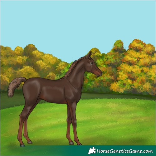 Horse Color:Gray Chestnut 