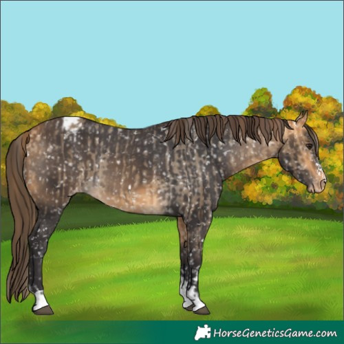 Horse Color:Buckskin Dun Appaloosa  and Buckskin Appaloosa 