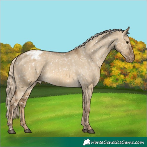 Horse Color:Chocolate Palomino Dun Appaloosa  and Chocolate Palomino Dun Appaloosa 