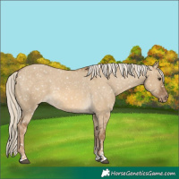 Horse Color:Chocolate Palomino Dun Appaloosa and Chocolate Palomino Dun Appaloosa