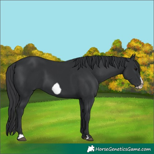 Horse Color:Black Frame 