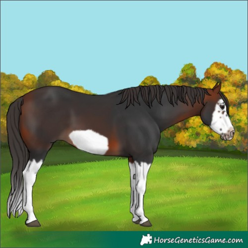Horse Color:Bay Splash Frame 