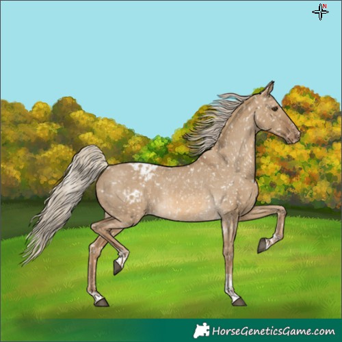 Horse Color:Chocolate Palomino Dun Appaloosa  and Chocolate Palomino Dun Appaloosa Rabicano 