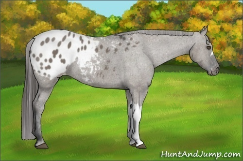 Horse Color:Grullo Appaloosa 
