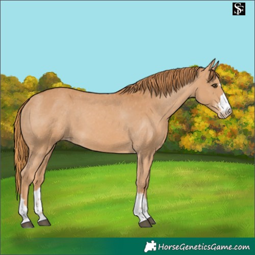 Horse Color:Chestnut Appaloosa 