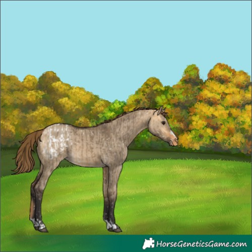 Horse Color:Buckskin Dun Appaloosa  and Buckskin Dun Appaloosa 