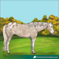 Horse Color:Chocolate Palomino Dun Appaloosa and Chocolate Palomino Dun Splash Appaloosa