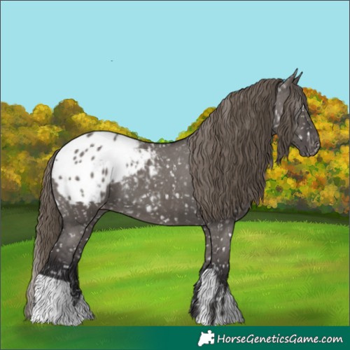 Horse Color:Smoky Grullo Appaloosa  and Smoky Grullo Appaloosa 