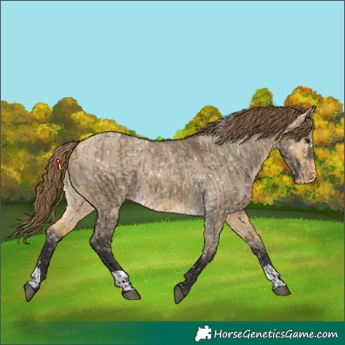 Horse Color:Buckskin Dun Appaloosa  and Buckskin Dun Appaloosa 