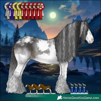 Horse Color:Powder White Black Splash Appaloosa 