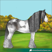 Horse Color:Powder White Black Splash Appaloosa 