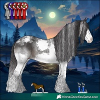 Horse Color:Powder White Black Splash Appaloosa 
