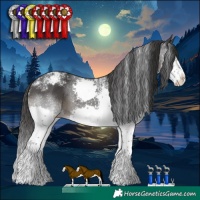 Horse Color:Powder White Black Splash Appaloosa