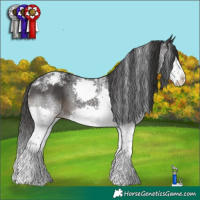 Horse Color:Powder White Black Splash Appaloosa 