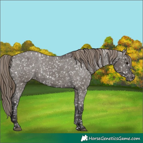 Horse Color:Smoky Grullo Snowflake Varnish and Smoky Grullo Snowflake Varnish