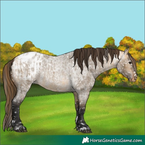 Horse Color:Buckskin Roan Dun Appaloosa  and Gray Buckskin Roan Dun Appaloosa 