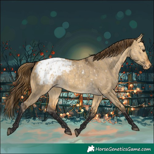 Horse Color:Buckskin Dun Appaloosa and Buckskin Dun Appaloosa