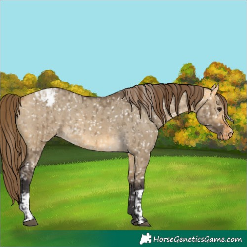 Horse Color:Buckskin Dun Appaloosa  and Buckskin Dun Appaloosa 