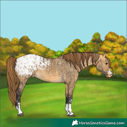 Horse Color:Buckskin Dun Appaloosa  and Buckskin Dun Appaloosa 