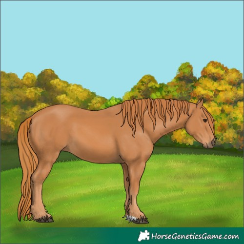 Horse Color:Chestnut 