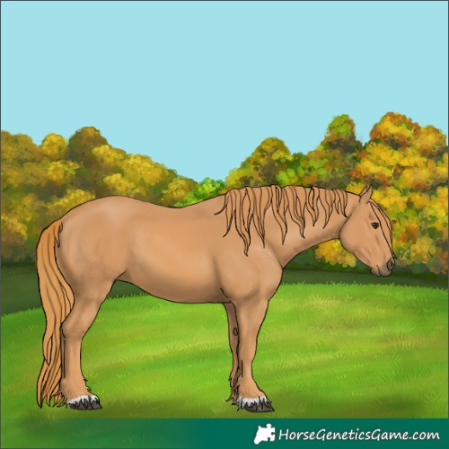 Horse Color:Chestnut 