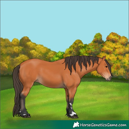 Horse Color:Bay 