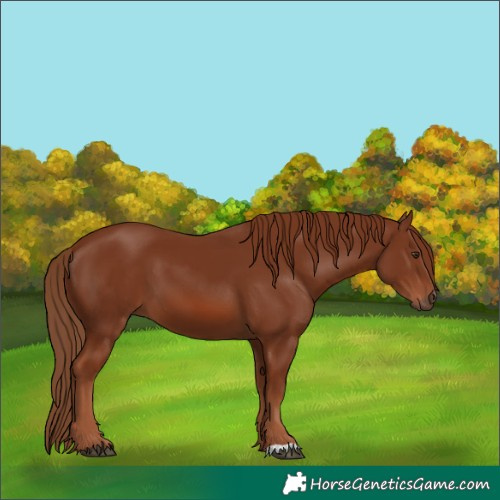 Horse Color:Chestnut 