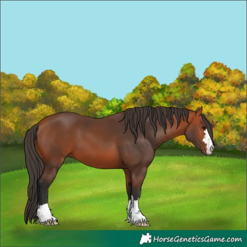 Horse Color:Bay 