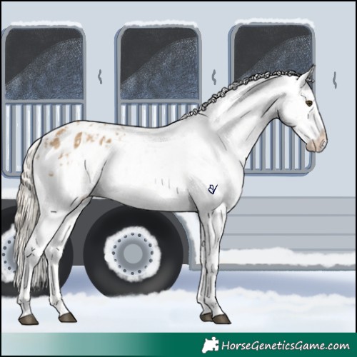 Horse Color:Chocolate Palomino Dun Appaloosa  and Chocolate Palomino Dun Appaloosa 